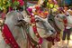 Burma / Myanmar: Brightly adorned oxen used for pulling the carts with the princesses (young Burmese girls in their finest attire) in the Na Htwin or the Ear-Piercing Ceremony which takes place at the same time as the Shinbyu ceremony. Bagan (Pagan) Ancie