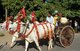 Burma / Myanmar: Brightly adorned oxen pulling a cart with a princess (young Burmese girl in her finest attire) in the Na Htwin or the Ear-Piercing Ceremony which takes place at the same time as the Shinbyu ceremony. Bagan (Pagan) Ancient City