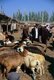 China: Fat-tailed sheep at the Livestock Market, Kashgar, Xinjiang Province