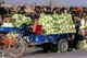 China: Cabbages being brought to the Sunday Market, Kashgar, Xinjiang Province