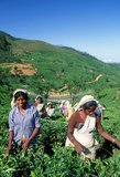 Tea production in Sri Lanka, formerly Ceylon, is of high importance to the Sri Lankan economy and the world market. The country is the world's fourth largest producer of tea and the industry is one of the country's main sources of foreign exchange and a significant source of income for laborers, with tea accounting for 15% of the GDP, generating roughly $700 million annually.<br/><br/>

In 1995 Sri Lanka was the world's leading exporter of tea, (rather than producer) with 23% of the total world export, but it has since been surpassed by Kenya. The tea sector employs, directly or indirectly over 1 million people in Sri Lanka, and in 1995 directly employed 215,338 on tea plantations and estates. The humidity, cool temperatures, and rainfall in the country's central highlands provide a climate that favors the production of high quality tea. The industry was introduced to the country in 1867 by James Taylor, the British planter who arrived in 1852.