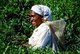 Sri Lanka: Tea pickers near Nuwara Eliya, central Sri Lanka