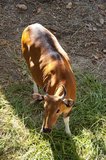 The banteng is similar in size to domestic cattle, measuring 1.55 to 1.65 m (5 ft 1 in to 5 ft 5 in) tall at the shoulder and 2.45–3.5 m (8 ft 0 in–11 ft 6 in) in total length, including a 60 cm (2.0 ft) tail. Body weight can range from 400 to 900 kg (880 to 1,980 lb).<br/><br/>

Banteng exhibit sexual dimorphism, allowing the sexes to be readily distinguished by colour and size. In mature males, the short-haired coat is blue-black or dark chestnut in colour, while in females and young it is chestnut with a dark dorsal stripe. Both males and females have white stockings on their lower legs, a white rump, a white muzzle, and white spots above the eyes.