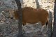 The banteng is similar in size to domestic cattle, measuring 1.55 to 1.65 m (5 ft 1 in to 5 ft 5 in) tall at the shoulder and 2.45–3.5 m (8 ft 0 in–11 ft 6 in) in total length, including a 60 cm (2.0 ft) tail. Body weight can range from 400 to 900 kg (880 to 1,980 lb).<br/><br/>

Banteng exhibit sexual dimorphism, allowing the sexes to be readily distinguished by colour and size. In mature males, the short-haired coat is blue-black or dark chestnut in colour, while in females and young it is chestnut with a dark dorsal stripe. Both males and females have white stockings on their lower legs, a white rump, a white muzzle, and white spots above the eyes.