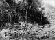 Indonesia / Netherlands: Acehnese corpses piled up at Kuta Reh, 1904. Aceh War (1873 - 1914)