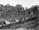 Indonesia / Netherlands: A Dutch resupply convoy from Banda Aceh c. 1900. Aceh War (1873 - 1914)
