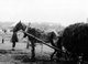 Russia / Ukraine: Emaciated horse during the great Ukrainian famine or Holodomor, 1932-1933