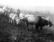 Russia / Ukraine: The first collective ploughing of fields at Hryshynsokho in the Donetsk region during the great Ukrainian famine or Holodomor, 1932-1933