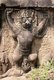 Cambodia: Garuda (deity in the shape of a bird of prey), Terrace of the Elephants, Angkor Thom, Angkor