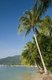 Thailand: Coconut palms lining Lamai Beach, Ko Samui