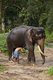 Thailand: Washing an elephant near the Hin Lat Waterfall, Samui Highlands, Ko Samui