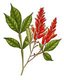 Suriname: <i>Quassia Amara</i> ('Bitter Ash', Bitter Wood'), Kohler, F.E., Medizinal Pflanzen, 1890