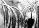 USA: Louis E. Pratt, master ivory cutter for Pratt, Read & Co., Deep River, Connecticut, shows off eight ivory tusks, April 1, 1955