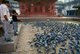 Nepal: Feeding pigeons in Durbar Square, Kathmandu
