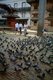 Nepal: Feeding pigeons in Durbar Square, Kathmandu