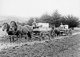 New Zealand: Horse-drawn milk carts near Kaitaia, North Island, c. 1910