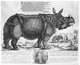 India: The rhinoceros 'Clara', taken from Assam to the Netherlands in 1741. Engraving by Johann Georg Schmidt, 1747