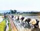 Japan: Farming women planting rice, 1890s