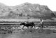 USA: Ethnic Chinese farmer ploughing a rice paddy, Hawaii, early 20th century