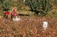China: A Uighur family picking cotton in the fields around Kashgar, Xinjiang Province