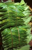 The Betel (<i>Piper betle</i>) is the leaf of a vine belonging to the Piperaceae family, which includes pepper and Kava. It is valued both as a mild stimulant and for its medicinal properties.<br/><br/>

Chewing areca nut is an increasingly rare custom in the modern world. Yet once, not so long ago, areca nut – taken with the leaf of the betel tree and lime paste – was widely consumed throughout South and Southeast Asia by people of all social classes, and was considered an essential part of daily life.