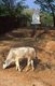 Cambodia: A cow grazes in a mass grave site, one of many in the Khmer Rouge Killing Fields, Choeung Ek, near Phnom Penh