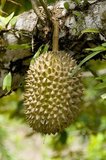 Regarded by many people in southeast Asia as the 'king of fruits', the durian is distinctive for its large size, strong odour, and formidable thorn-covered husk. The fruit can grow as large as 30 centimetres (12 in) long and 15 centimetres (6 in) in diameter, and it typically weighs one to three kilograms (2 to 7 lb). Its shape ranges from oblong to round, the colour of its husk green to brown, and its flesh pale yellow to red, depending on the species.
