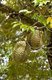 Thailand: Durians, the 'King of Fruits', hang from a tree on the eastern side of the island of Ko Chang, Trat Province