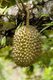 Thailand: A durian, the 'King of Fruits', hangs from a tree on the eastern side of the island of Ko Chang, Trat Province