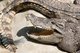 Thailand: Siamese crocodile, near Bangkok