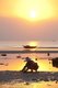 Thailand: A shellfish picker scours Ang Thong Beach at sunset, north of Na Thon, Ko Samui