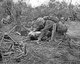 Japan / USA: A wounded marine is given a drink of water from the canteen of a comrade, Battle of Peleliu, September-November 1944