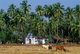 India: Cattle in a field next to a village Catholic church in rural Goa