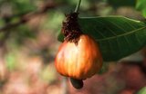 The cashew tree (<i>Anacardium occidentale</i>) is a tropical evergreen tree that produces the cashew seed and the cashew apple.<br/><br/>

It can grow as high as 14 metres (46 ft), but the dwarf cashew, growing up to 6 metres (20 ft), has proved more profitable, with earlier maturity and higher yields.<br/><br/>

The cashew seed is served as a snack or used in recipes, like nuts. The cashew apple is a light reddish to yellow fruit, whose pulp can be processed into a sweet, astringent fruit drink or distilled into liquor.<br/><br/>

The shell of the cashew seed yields derivatives that can be used in many applications from lubricants to paints, and other parts of the tree have traditionally been used for snake-bites and other folk remedies.<br/><br/>

Originally native to northeastern Brazil, the tree is now widely cultivated in Vietnam, Nigeria and India as major production countries.