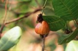 The cashew tree (<i>Anacardium occidentale</i>) is a tropical evergreen tree that produces the cashew seed and the cashew apple.<br/><br/>

It can grow as high as 14 metres (46 ft), but the dwarf cashew, growing up to 6 metres (20 ft), has proved more profitable, with earlier maturity and higher yields.<br/><br/>

The cashew seed is served as a snack or used in recipes, like nuts. The cashew apple is a light reddish to yellow fruit, whose pulp can be processed into a sweet, astringent fruit drink or distilled into liquor.<br/><br/>

The shell of the cashew seed yields derivatives that can be used in many applications from lubricants to paints, and other parts of the tree have traditionally been used for snake-bites and other folk remedies.<br/><br/>

Originally native to northeastern Brazil, the tree is now widely cultivated in Vietnam, Nigeria and India as major production countries.