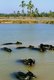 India: Water buffalo enjoying a wallow, Goa