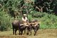 India: Buffaloes ploughing a rice field in rural Goa