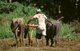 India: Buffaloes ploughing a rice field in rural Goa
