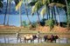 India: Bulls ploughing a rice field in rural Goa