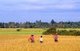 Cambodia: Harvesting rice in fields near Siem Reap