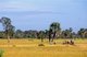 Cambodia: Harvesting rice in fields near Siem Reap