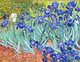 Irises is one of many paintings and prints of irises by the Dutch artist Vincent van Gogh. Irises was painted while Vincent van Gogh was living at the asylum at Saint Paul-de-Mausole in Saint-Rémy-de-Provence, France, in the last year before his death in 1890.<br/><br/>

The painting was influenced by Japanese ukiyo-e woodblock prints like many of his works and those by other artists of the time. The similarities occur with strong outlines, unusual angles, including close-up views, and also flattish local colour (not modelled according to the fall of light).