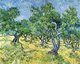 Netherlands / Holland: 'Olive Orchard', oil on canvas, Vincent Van Gogh (1853-1890), 1889