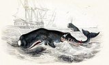 In addition to Herman Melville's own experience on the whaling ship Acushnet, two real events served as the genesis for his <i>Moby Dick</i>. One was the sinking of the Nantucket ship <i>Essex</i> in 1820, after a sperm whale rammed her 2,000 miles (3,200 km) from the western coast of South America.<br/><br/>

The other event was the alleged killing in the late 1830s of the albino sperm whale Mocha Dick, in the waters off the Chilean island of Mocha. Mocha Dick was rumored to have 20 or so harpoons in his back from other whalers, and appeared to attack ships with premeditated ferocity.