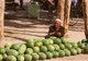 China: Watermelon seller at the Livestock Market, Kashgar, Xinjiang Province
