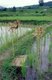 Thailand: Taleo adorn a rice field, Chiang Rai Province, Northern Thailand