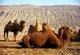 China: Bactrian camels with the Flaming Mountains (Huoyan Shan) in the background, Turpan, Xinjiang Province