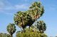Thailand: Palmyra palms (<i>Borassus</i>), Khu Khut Waterbird Park, Songkhla Province