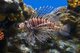 Thailand: Lionfish (<i>Pterois</i>) found in the waters of the Andaman Sea