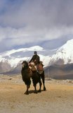 The Bactrian camel (<i>Camelus bactrianus</i>) is a large even-toed ungulate native to the steppes of central Asia. It is presently restricted in the wild to remote regions of the Gobi and Taklimakan Deserts of Mongolia and Xinjiang, China. The Bactrian camel has two humps on its back, in contrast to the single-humped Dromedary camel.<br/><br/>

The Zhongba Gonglu or Karakoram Highway is an engineering marvel that was opened in 1986 and remains the highest paved road in the world. It connects China and Pakistan across the Karakoram mountain range, through the Khunjerab Pass, at an altitude of 4,693 m/15,397 ft.